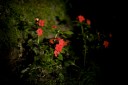 IMG_0211